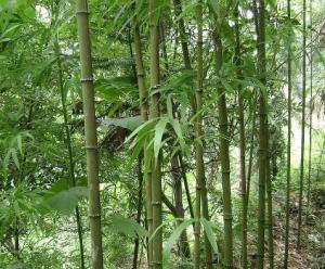 方竹 - 搜狗百科