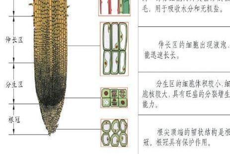 根冠 植物结构名词 搜狗百科 根冠 植物结构名词 搜狗百科