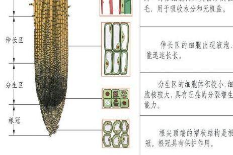 根冠 植物结构名词 搜狗百科