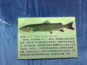 哲罗鲑鱼