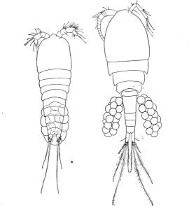 桡足类幼体图片