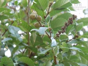 苦槠