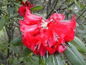 纯红杜鹃(原变种)