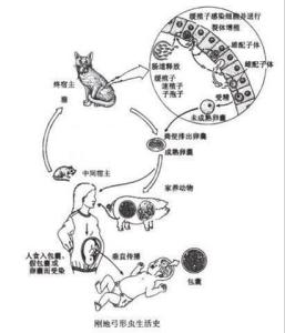 刚地弓形虫手绘图图片