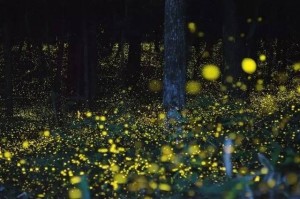 萤火虫
