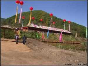 采挖野山参