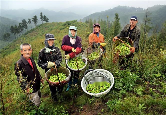 峡河乡农业生产
