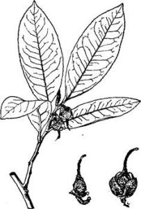 海南杨桐 Adinandra hainanensis