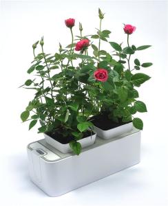 花盆种菜