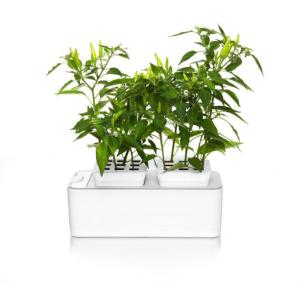 花盆种菜