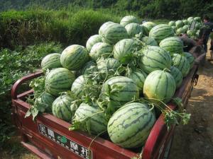 农村新貌
