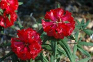 维西纯红杜鹃(变种)