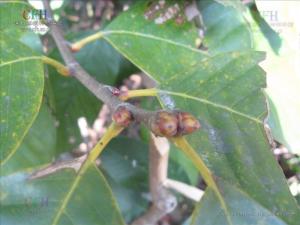 苦槠