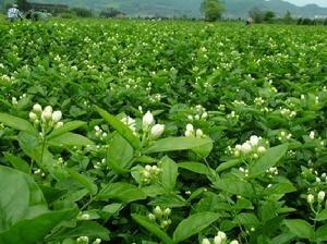 茉莉花生产基地