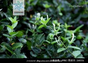 小花忍冬全株