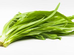 油麦菜