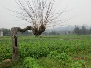 蓬州古城遗址，古老沧桑，