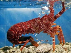 澳洲大龙虾