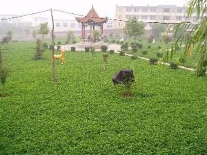 上新集镇