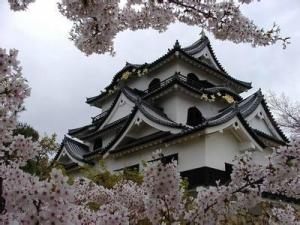 名古屋城，樱花