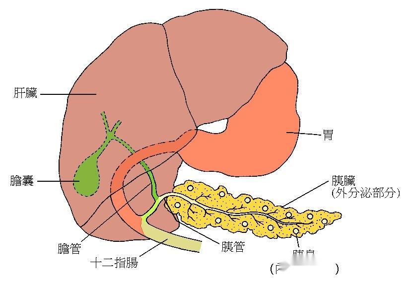 消化腺包括图片