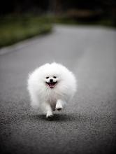博美犬