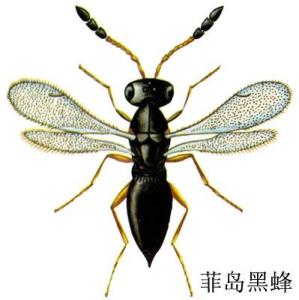 菲岛黑蜂