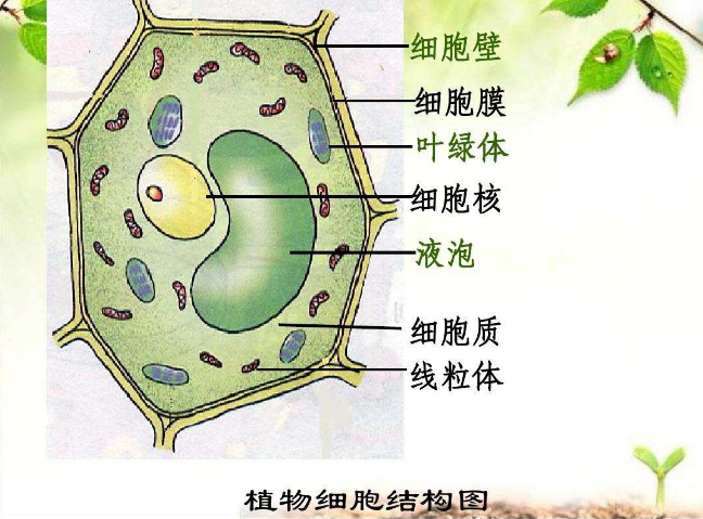 植物细胞结构图介绍图片
