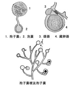 真菌的亚门图片