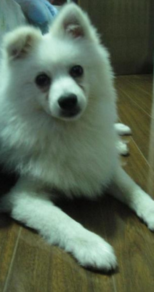 银狐犬 搜狗百科 银狐犬 搜狗百科