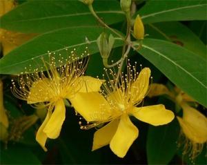 《全国中草药汇编》:小过路黄编辑1版本一xiǎo guò lù huánɡ拼音