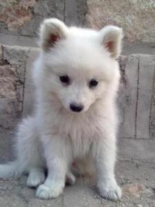 银狐犬
