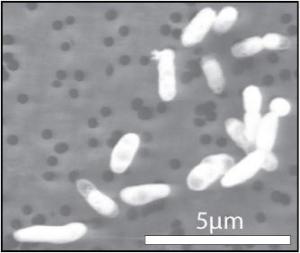 GFAJ-1菌落在含磷培养基上的生长状况