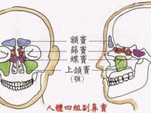 鼻窦 鼻窦