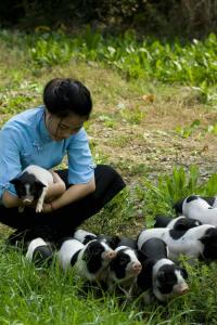 宁乡猪