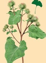 牛蒡子植物