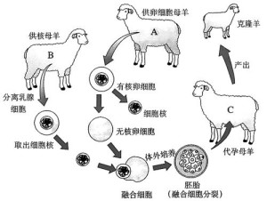 克隆羊技术流程示意图