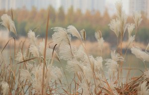 荻花