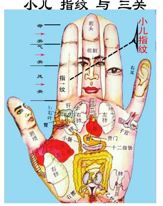 指纹的所属类型图片