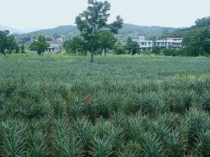 风景