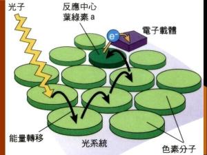 光合作用
