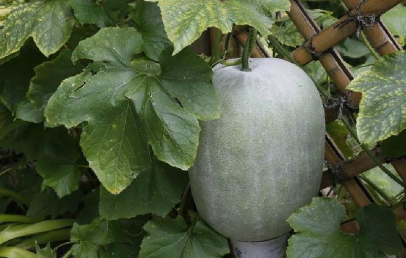 冬瓜属 - 搜狗百科