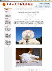商务部猫叔事件