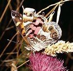 维吉尼亚赤蛱蝶(Vanessa virginiensis)