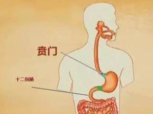 贲门