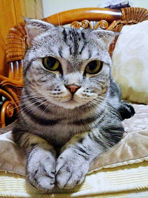 虎斑猫