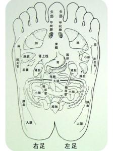 足部反射区