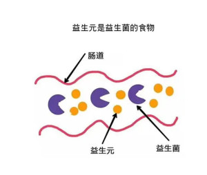 益生元