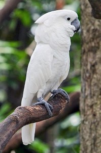 鸡尾鹦鹉