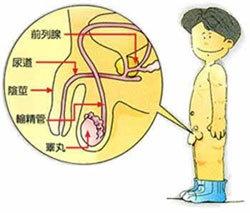 睾丸